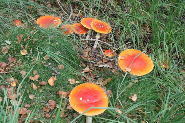 randonnée sportive avec joëlettes, Bérinzenne, 2011