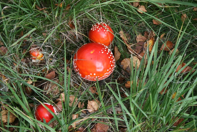 randonnée sportive avec joëlettes, Bérinzenne, 2011