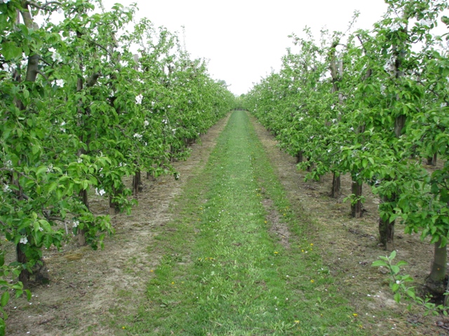 randonnée avec joëlettes, Zoutleeuw, 2011