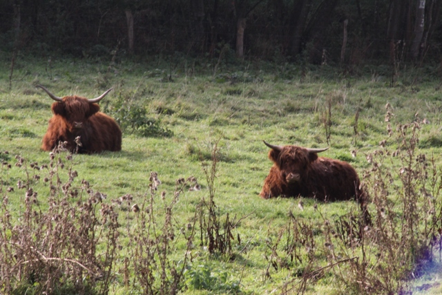 randonnée avec joëlettes, Torgny,  2011