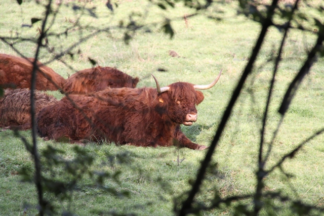 randonnée avec joëlettes, Torgny,  2011