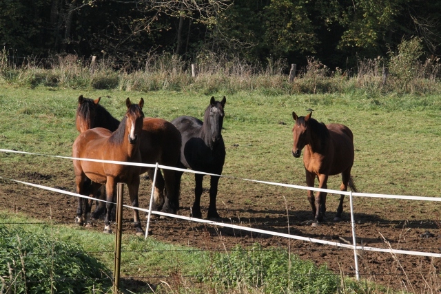 randonnée avec joëlettes, Torgny,  2011