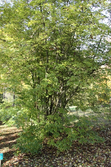 randonnée avec joëlettes, Torgny,  2011