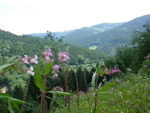 randonnée sportive avec joëlettes, Wolfach, 2012