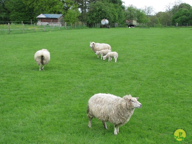 randonnée sportive avec joëlettes, Hastière, 2013