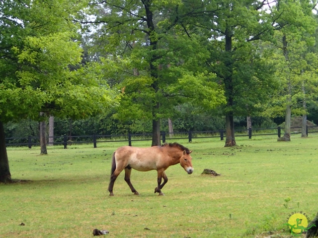 randonnée sportive avec joëlettes, Han, 2014