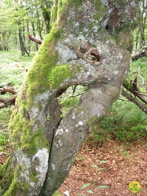 randonnée joëlettes, Vosges, 2014