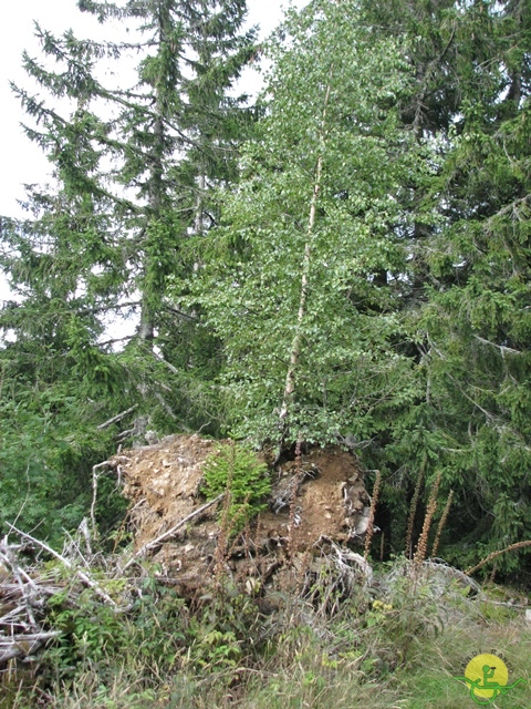 randonnée joëlettes, Vosges, 2014