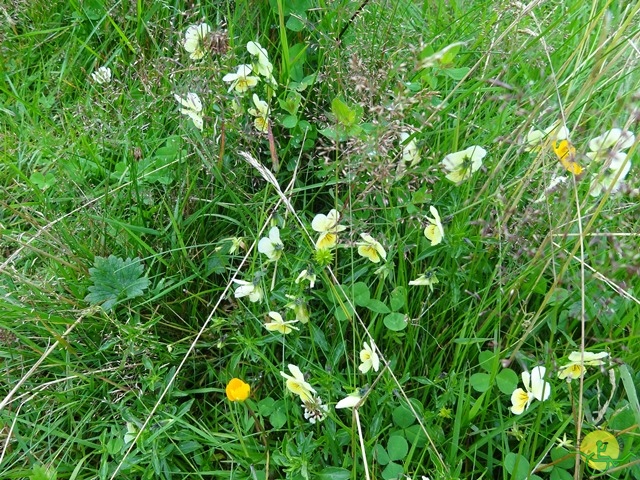 Randonnée avec joëlettes, Vosges, 2014