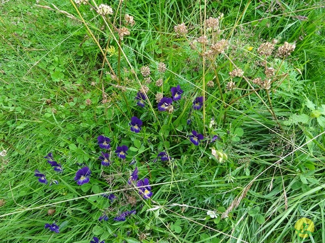 Randonnée avec joëlettes, Vosges, 2014