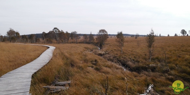 Randonnée joëlettes, Fagnes, 2014