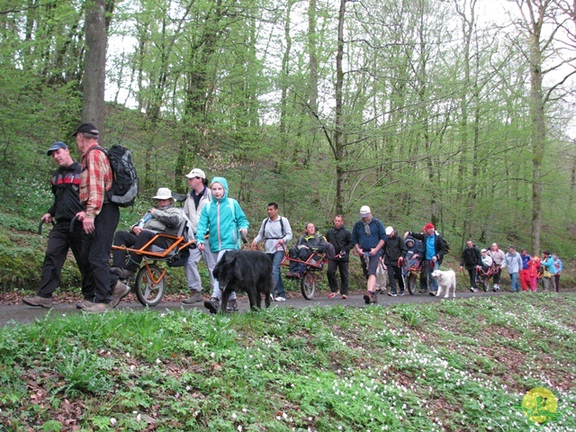 Randonnée joëlettes à Chevetogne