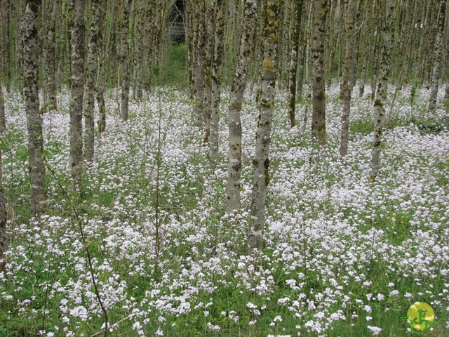 Randonnée joëlettes à Chevetogne