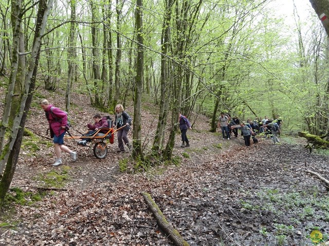 Randonnée joëlettes à Chevetogne