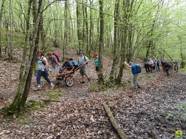 Randonnée joëlettes à Chevetogne