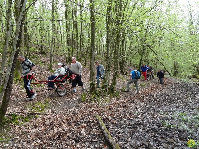 Randonnée joëlettes à Chevetogne