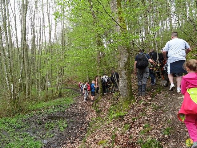 Randonnée joëlettes à Chevetogne