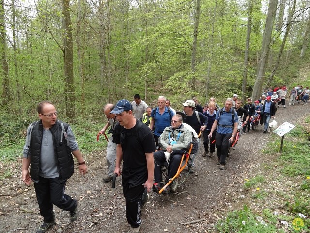 Randonnée joëlettes à Chevetogne