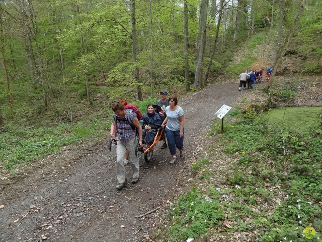 Randonnée joëlettes à Chevetogne