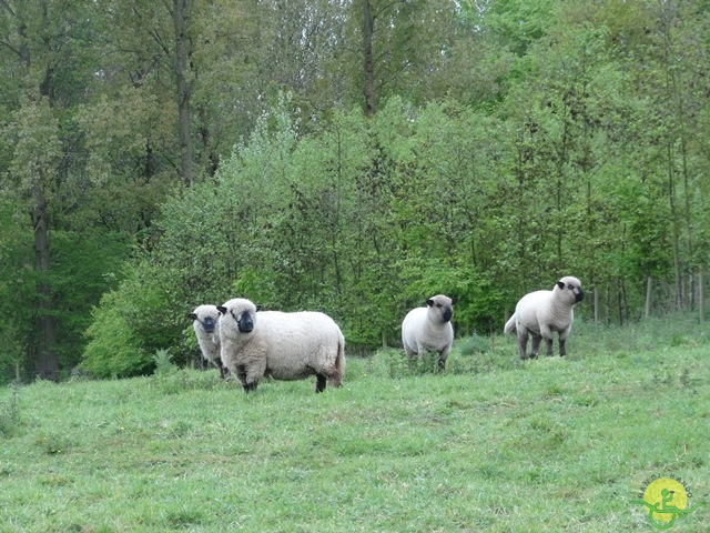 Randonnée joëlettes à Flobecq