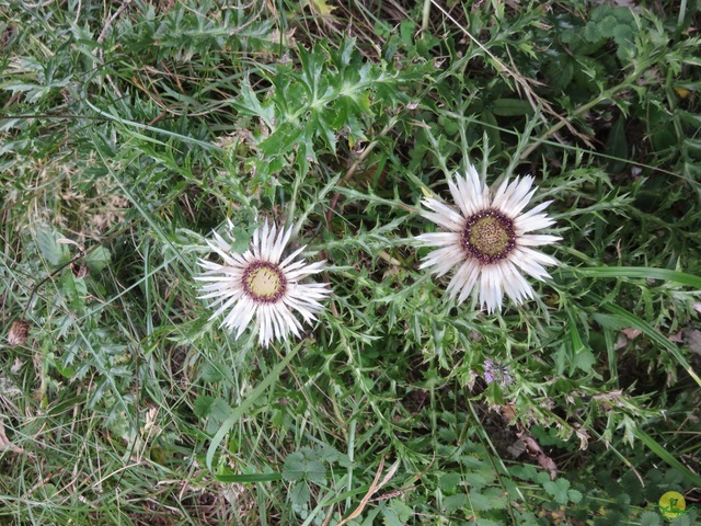 Randonnée joëlettes aux Moussières