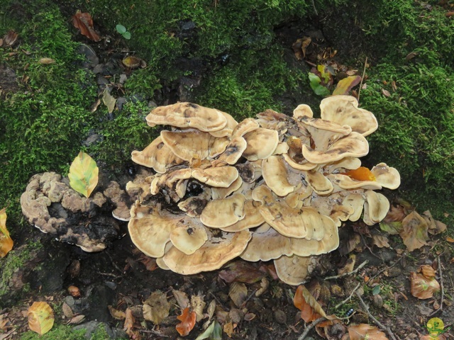 Randonnée joëlettes à Jemeppe