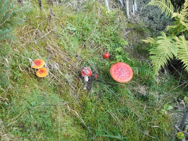 Randonnée joëlettes, Fagnes 2015