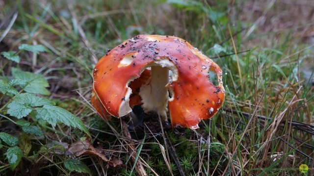 Randonnée joëlettes à Bouillon