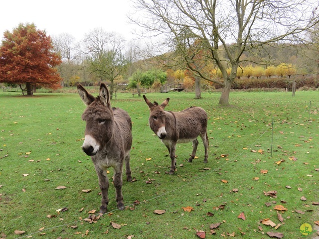 Randonnée joëlettes à Ohain