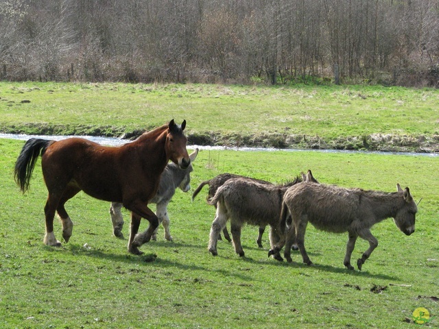 Randonnée joëlettes à Gedinne