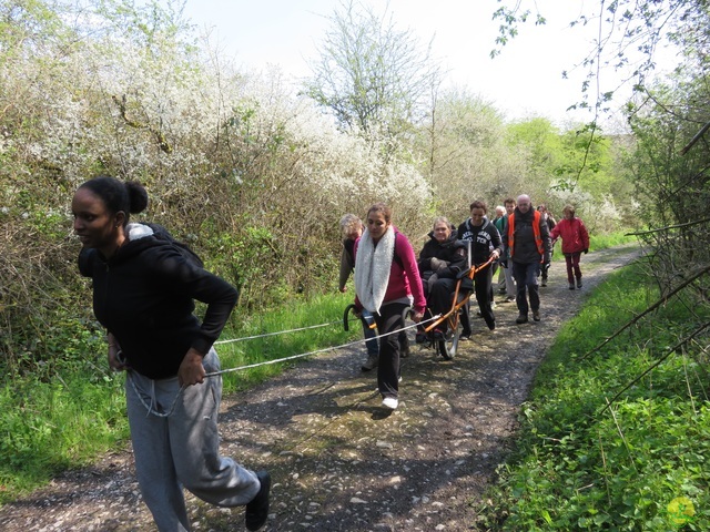 Randonnée joëlettes à Cerfontaine