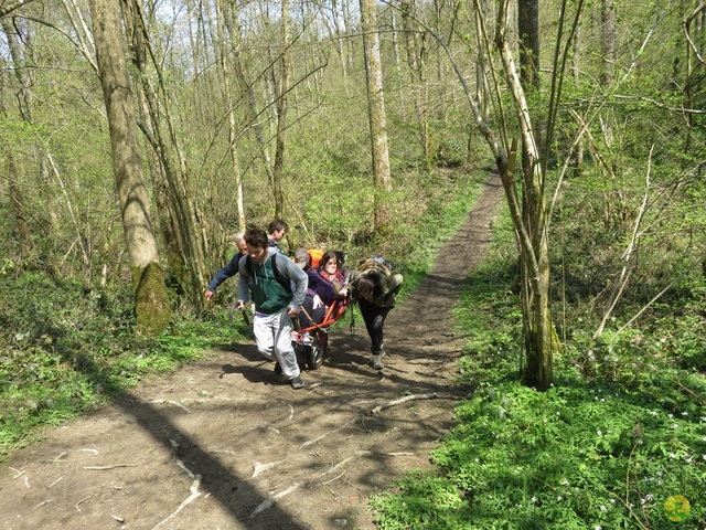 Randonnée joëlettes à Cerfontaine