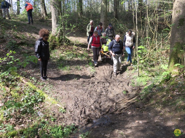 Randonnée joëlettes à Cerfontaine