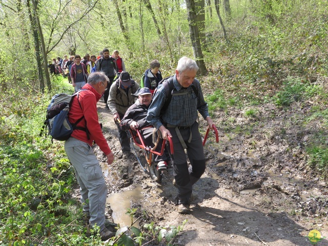 Randonnée joëlettes à Cerfontaine