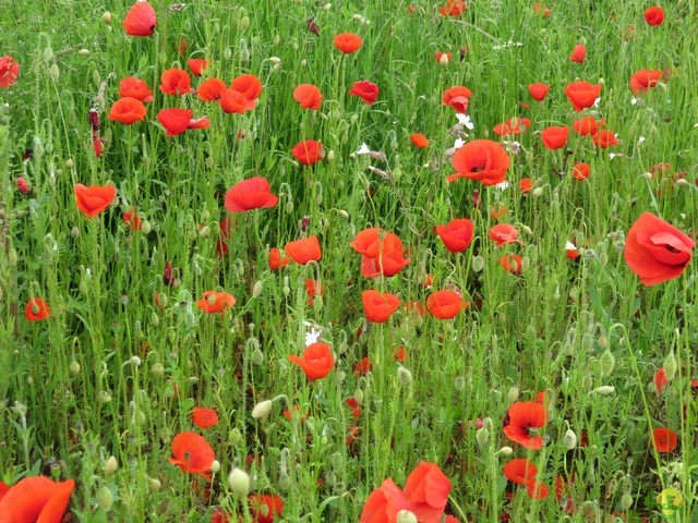 Randonnée joëlettes à Chassepierre