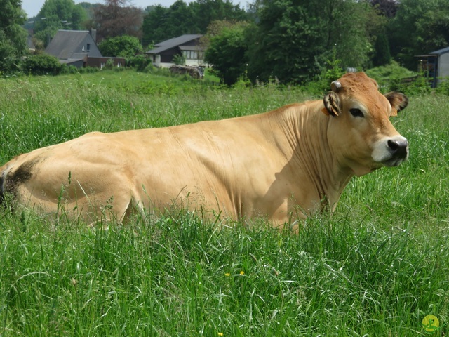 Randonnée joëlettes à Chassepierre