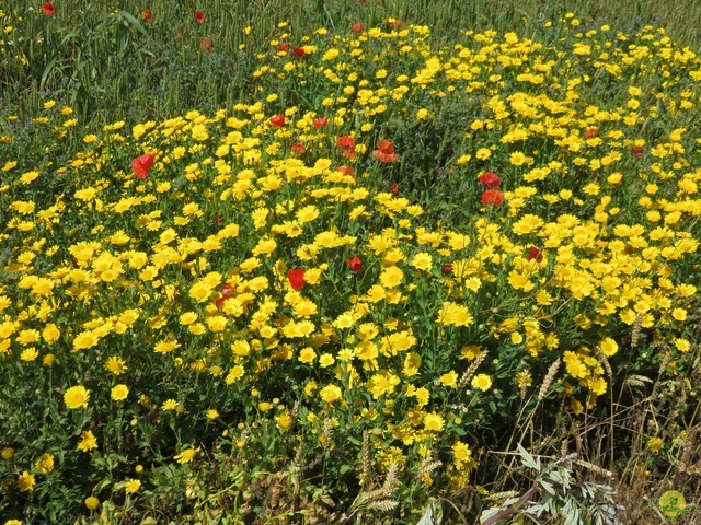 Randonnée joëlettes à Escalles