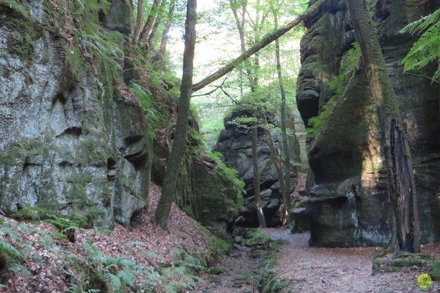 Randonnée joëlettes à Berdorf