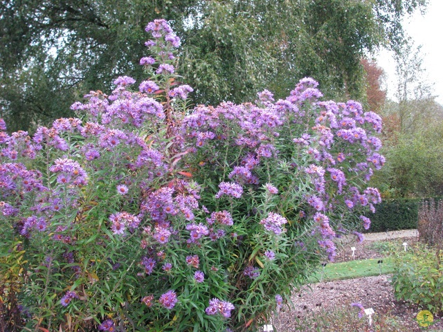 Randonnée joëlettes à Meise