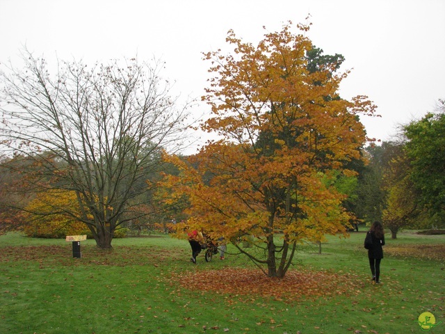 Randonnée joëlettes à Meise