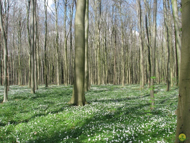 Randonnée joëlettes à Braine-le-Château