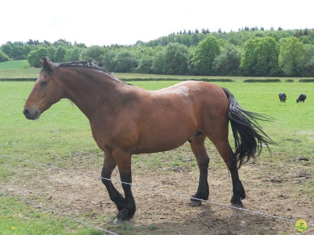 Randonnée joëlettes à Han-sur-Lesse