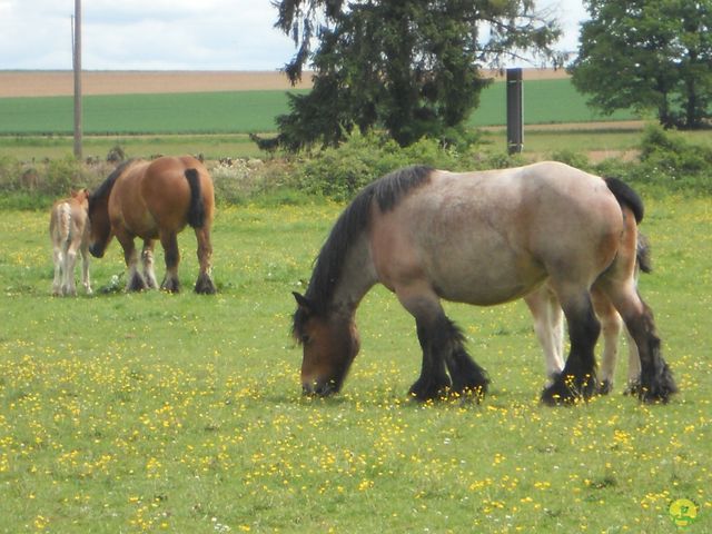 Randonnée joëlettes à Han-sur-Lesse