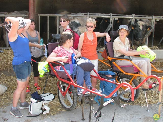 Randonnée joëlettes à Feluy