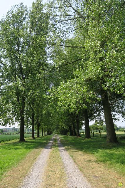 Randonnée joëlettes à Feluy