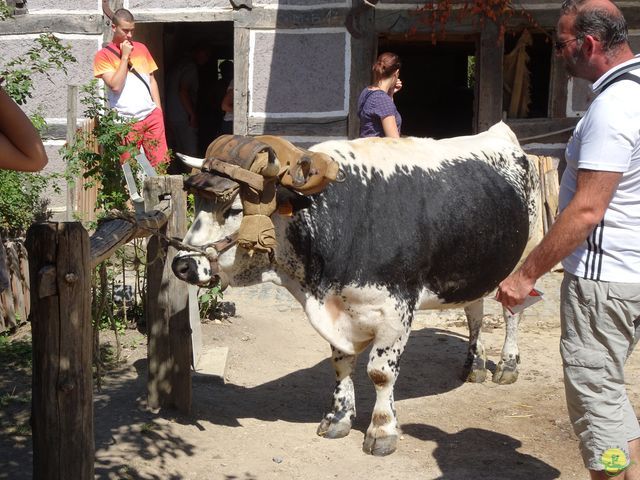 Randonnée joëlettes à Ramonchamp