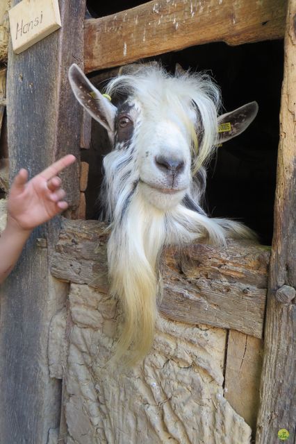 Randonnée joëlettes à Ramonchamp