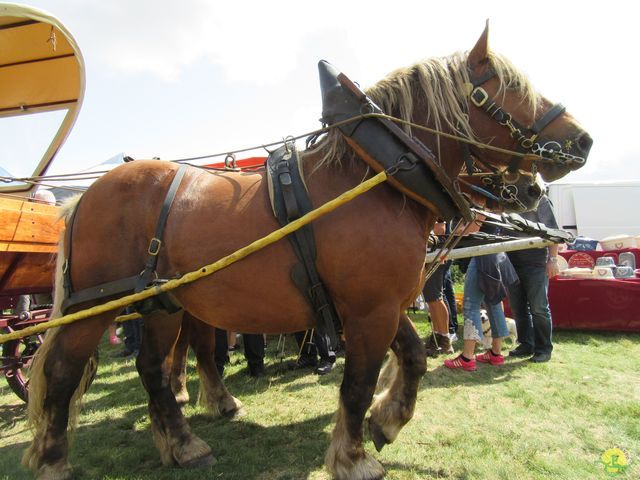 Randonnée joëlettes à Ramonchamp