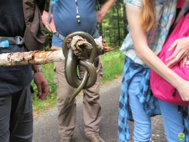 Randonnée joëlettes à Ramonchamp