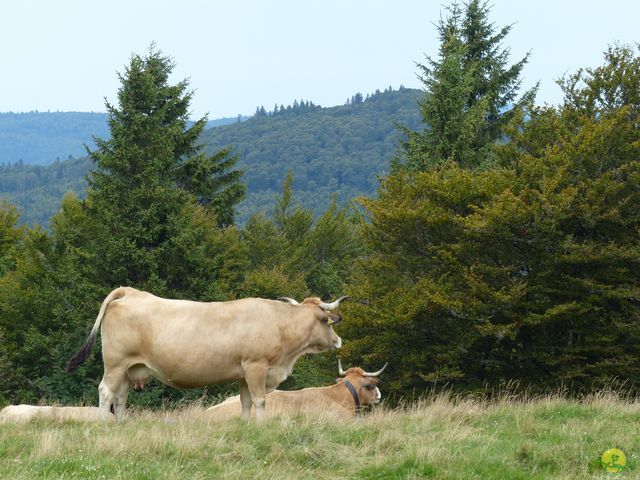 Randonnée joëlettes à Ramonchamp